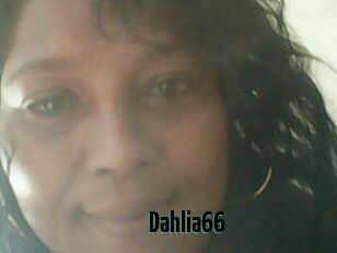 Dahlia66