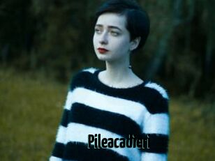Pileacadieri