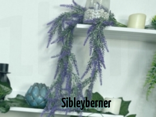 Sibleyberner